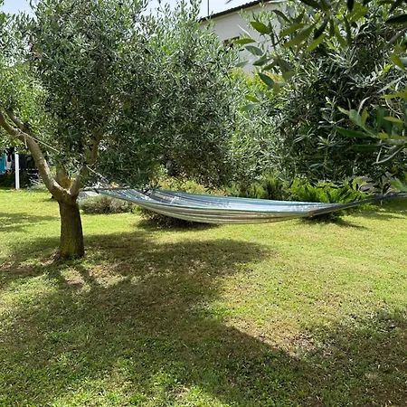 Karolina - Oasis * Pula